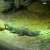 berlinzoo7